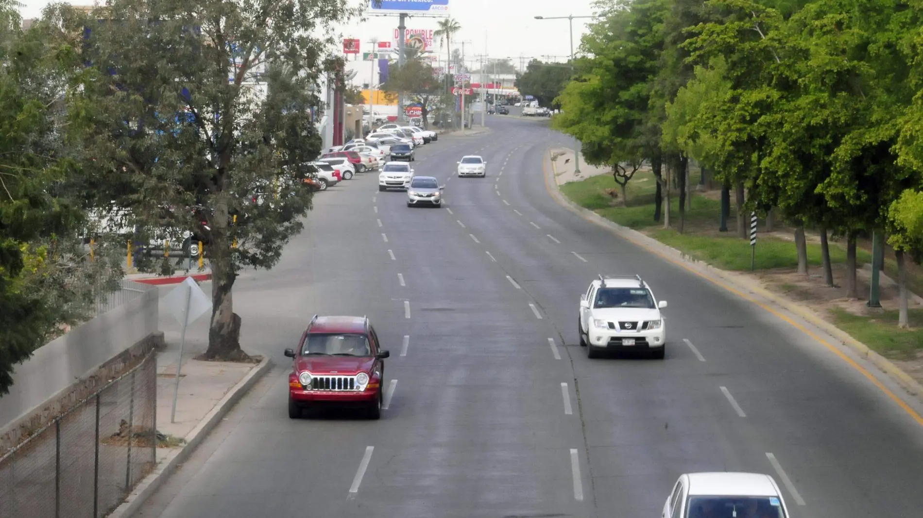 arboles calle carros